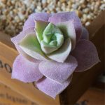Artificial Succulents Plants Flocking Cheap DIY PVC Wedding Garden Decoration Flower Accessories For Home Indoor Decoration Gift - Image 3