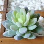 Artificial Succulents Plants Flocking Cheap DIY PVC Wedding Garden Decoration Flower Accessories For Home Indoor Decoration Gift - Image 6