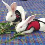 Pet Mesh Soft Harness With Leash Small Animal Vest Lead for Hamster Rabbit Bunny Small animal pet accessories Belt lead set - Image 2
