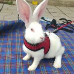 Pet Mesh Soft Harness With Leash Small Animal Vest Lead for Hamster Rabbit Bunny Small animal pet accessories Belt lead set - Image 3